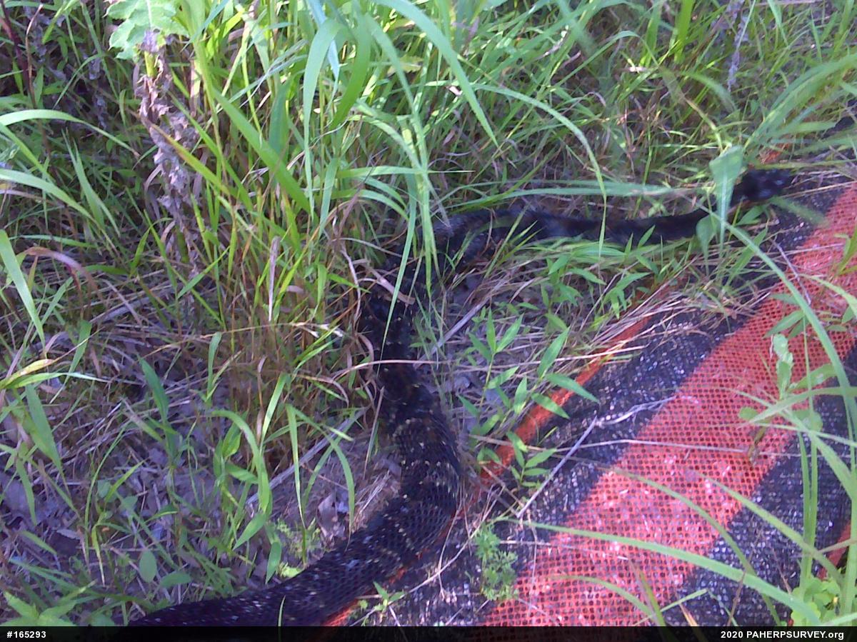 Timber Rattlesnake