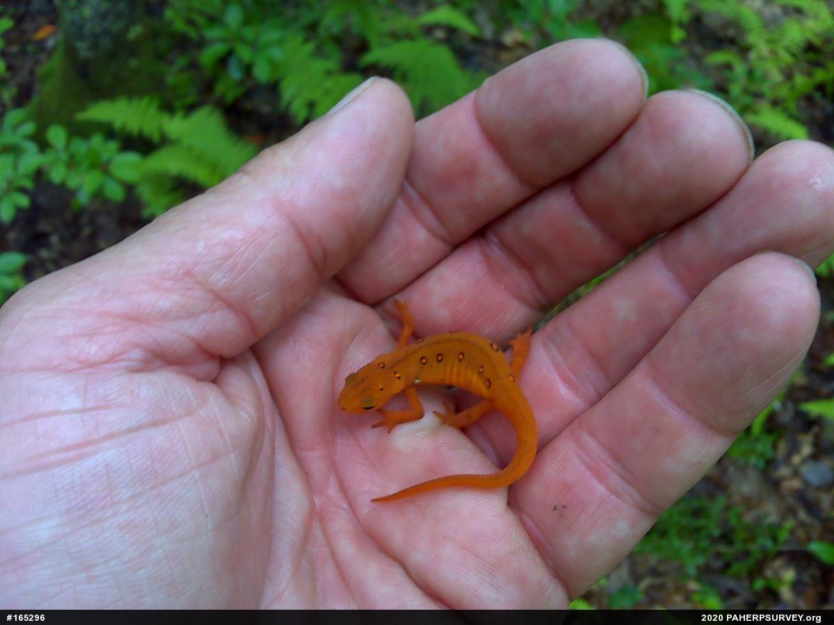 Red-spotted Newt