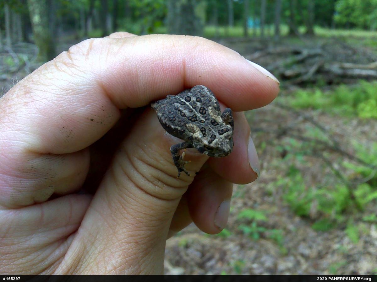 Eastern American Toad