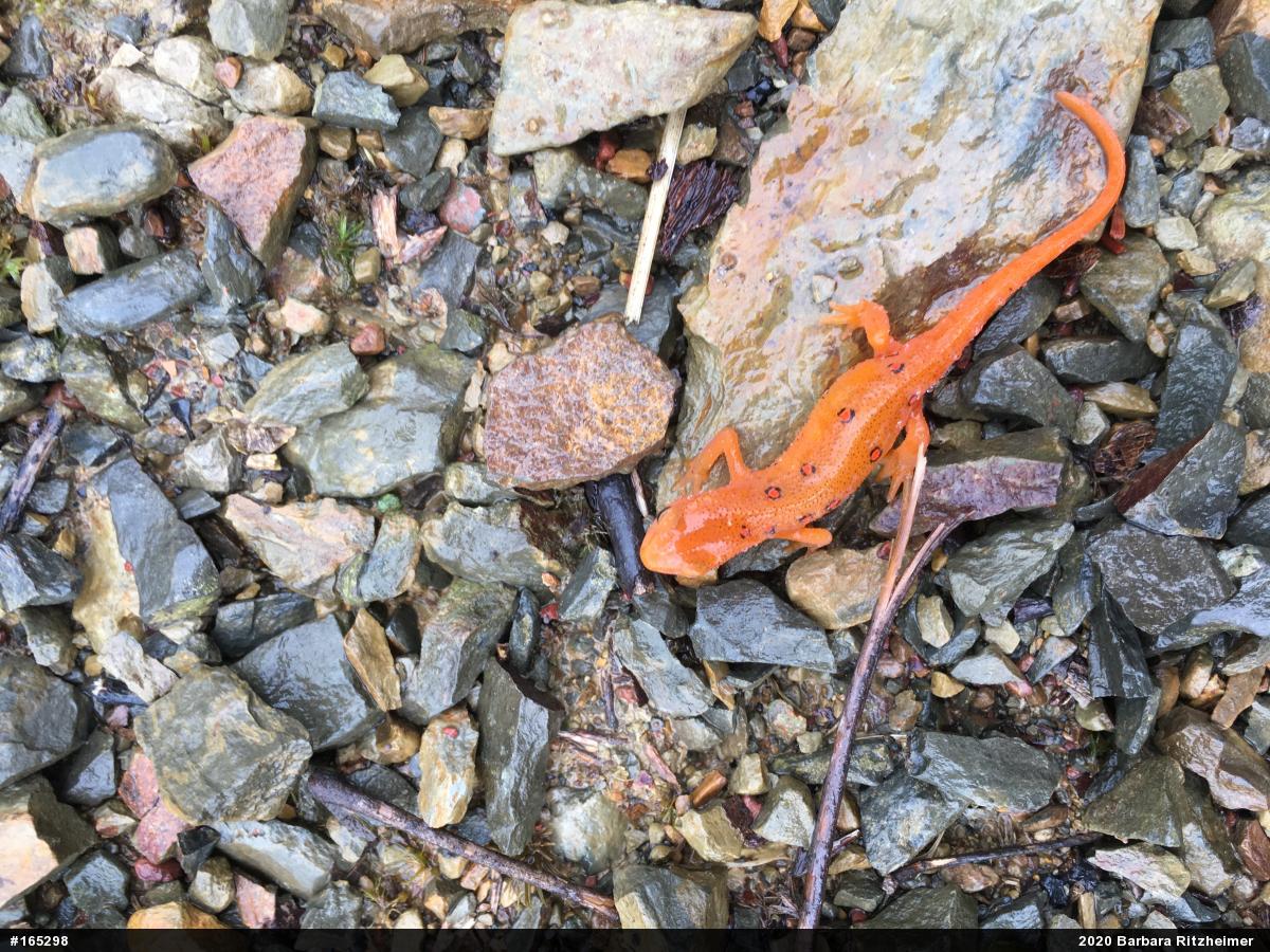 Red-spotted Newt