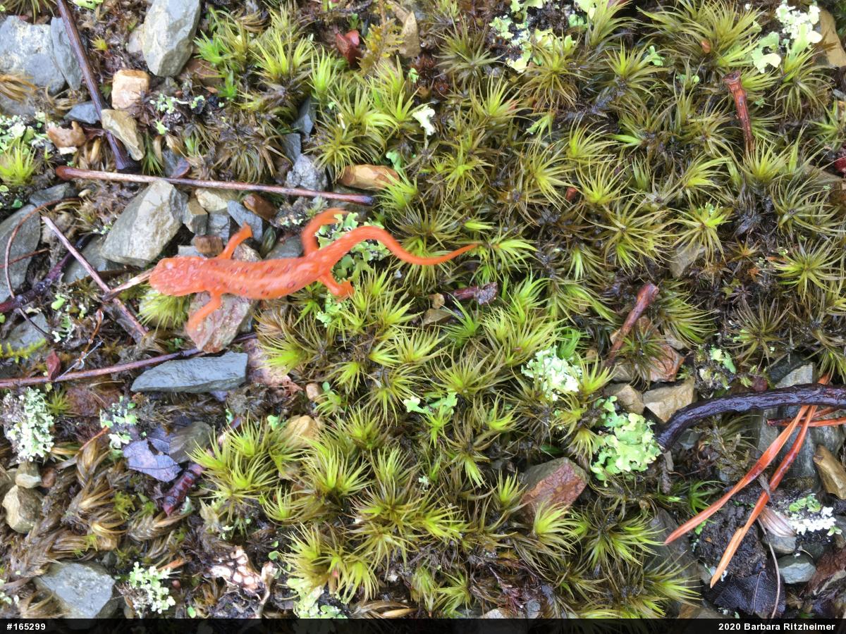 Red-spotted Newt