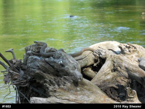Northern Watersnake