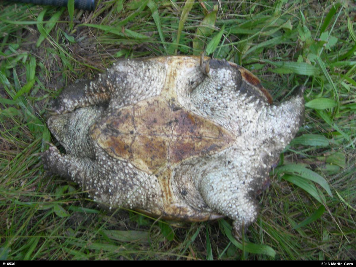 Snapping Turtle