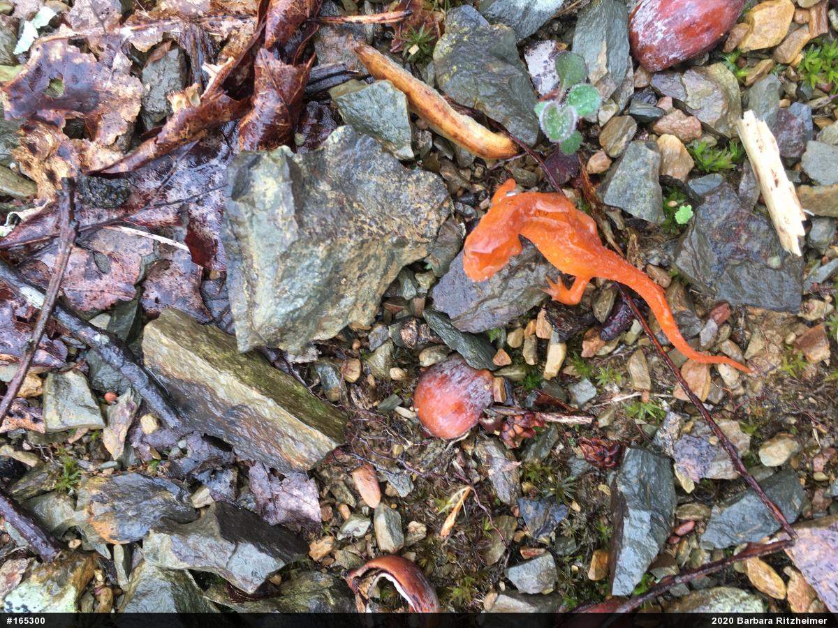 Red-spotted Newt