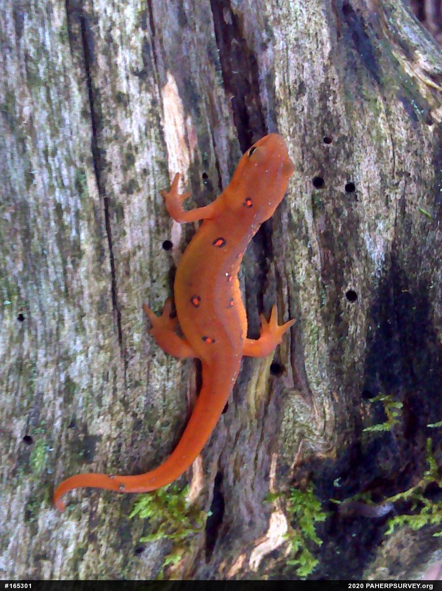 Red-spotted Newt