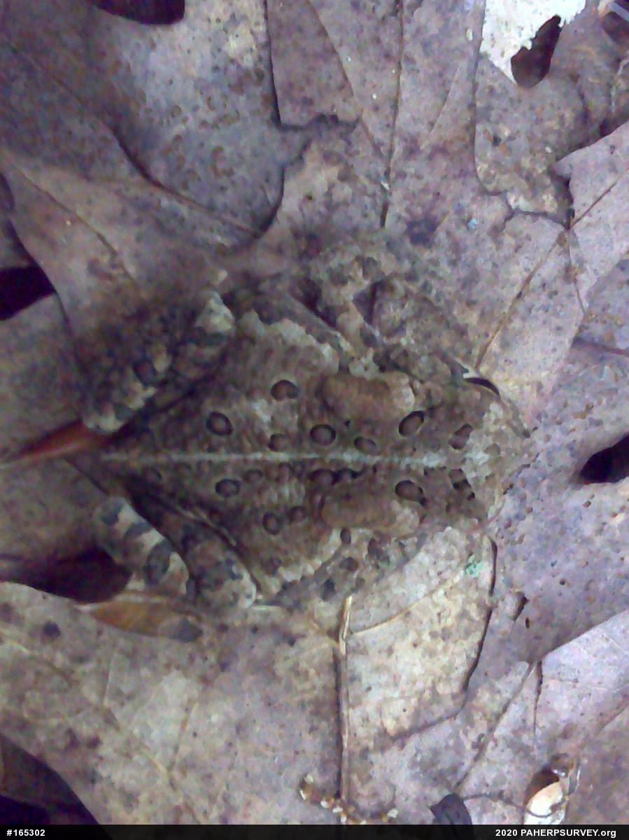 Eastern American Toad
