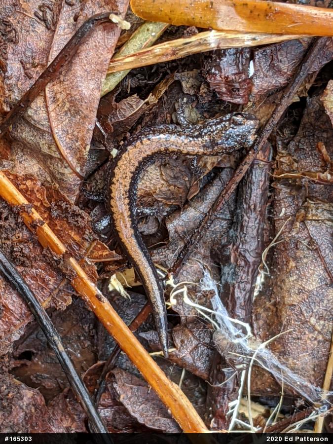 Eastern Red-backed  Salamander