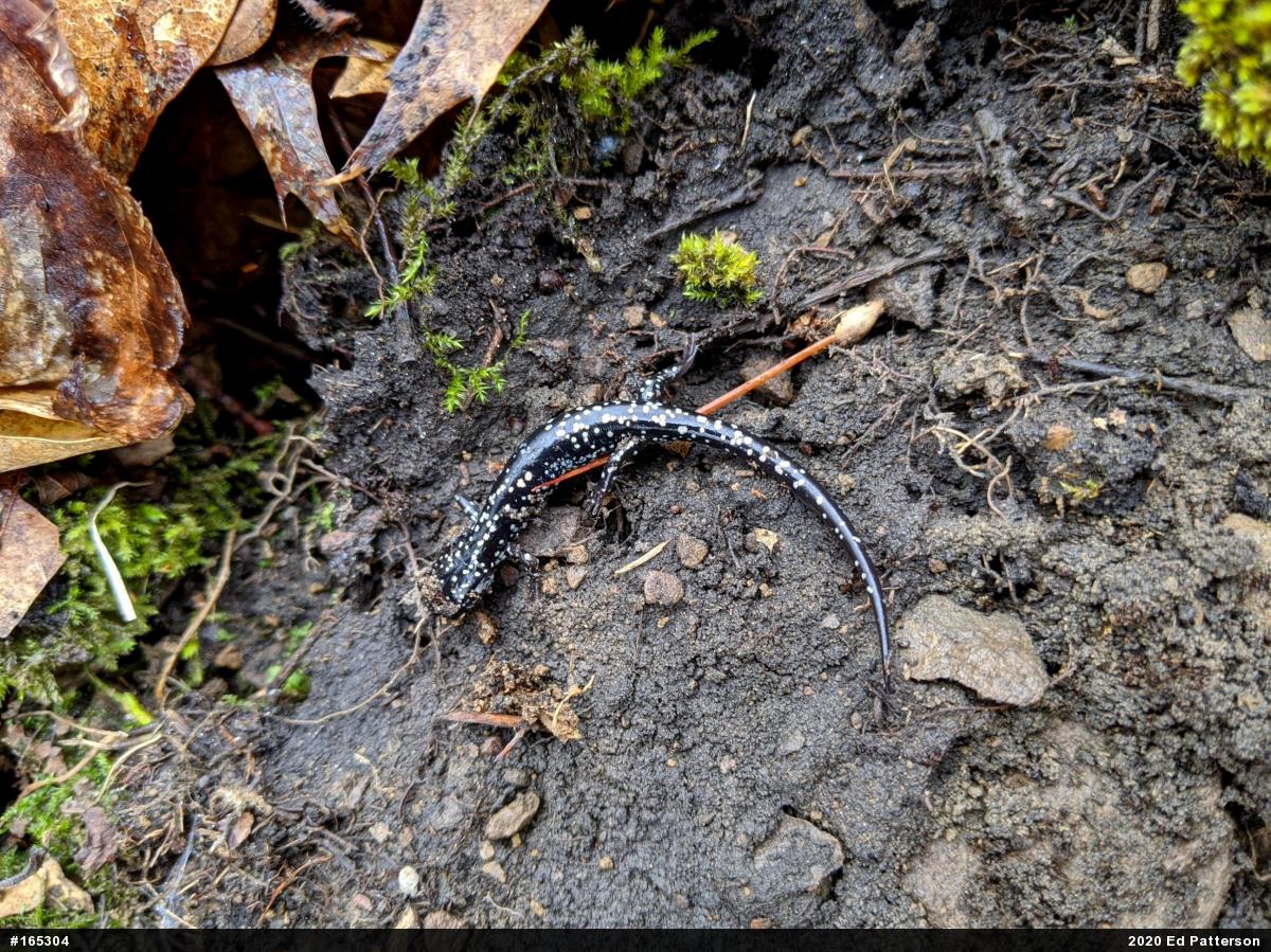 Northern Slimy Salamander