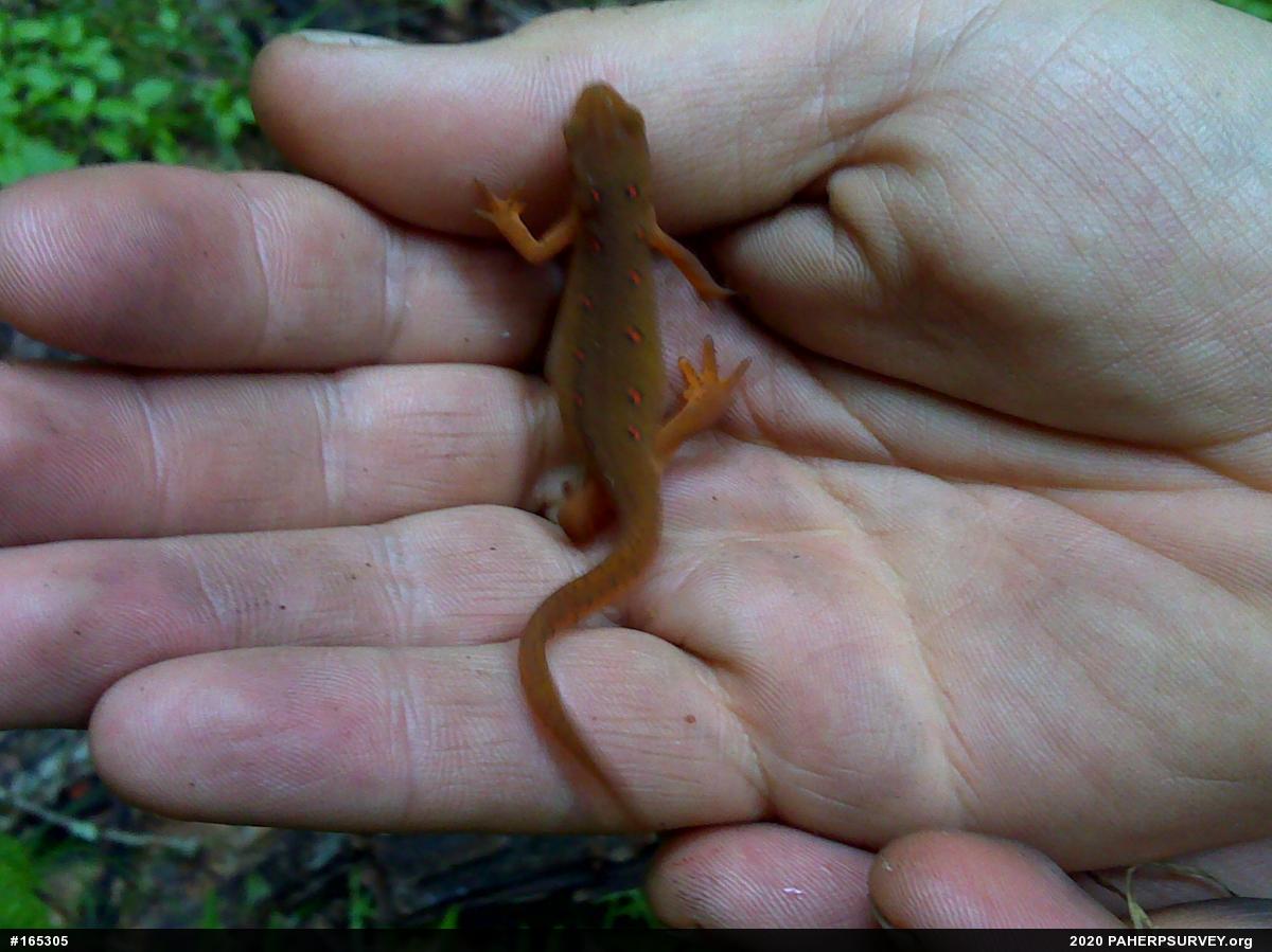 Red-spotted Newt