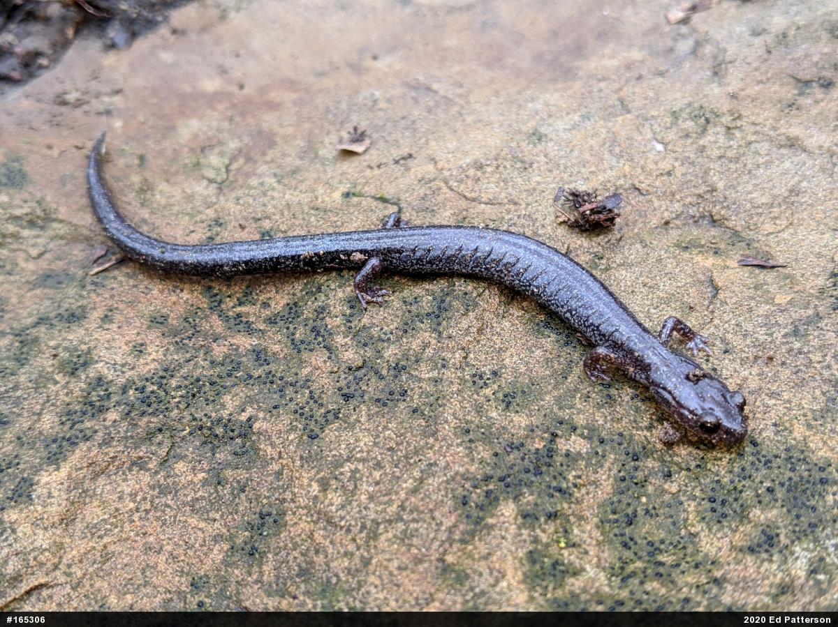 Valley And Ridge Salamander