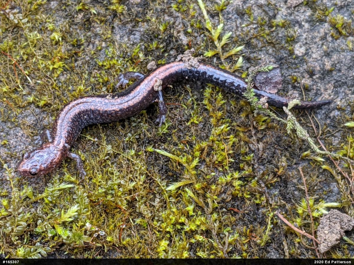 Eastern Red-backed  Salamander