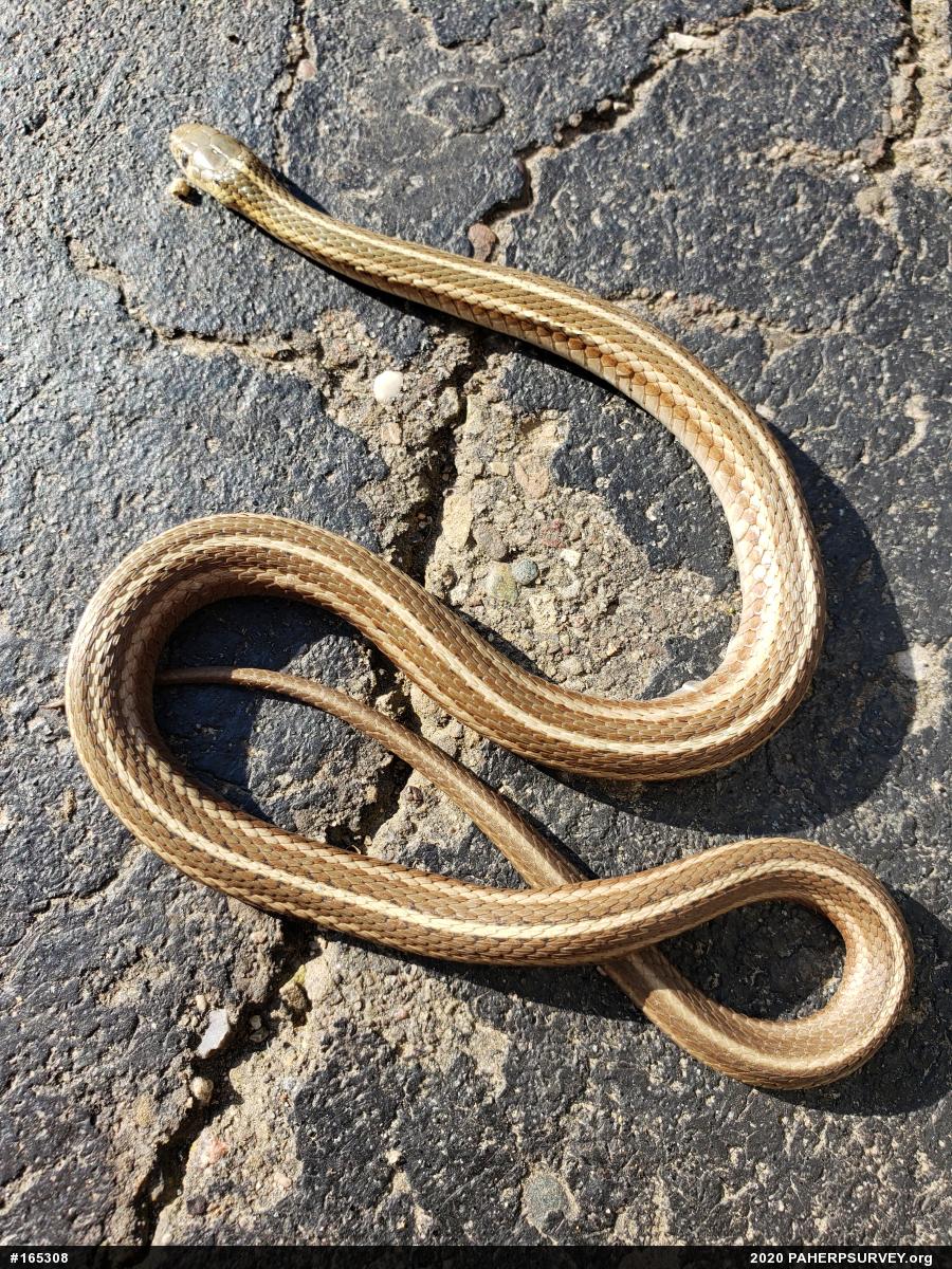 Shorthead Gartersnake