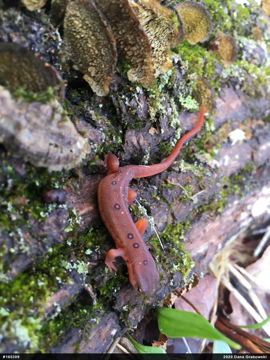 Red-spotted Newt