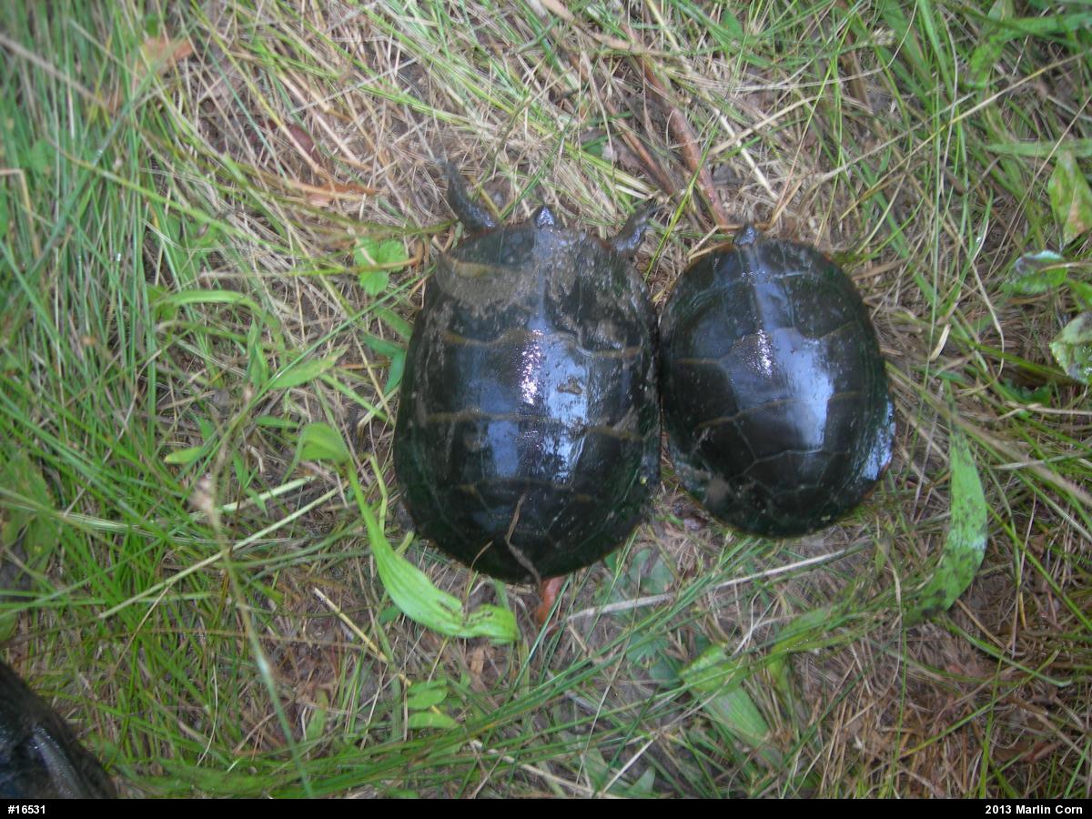 Painted Turtle