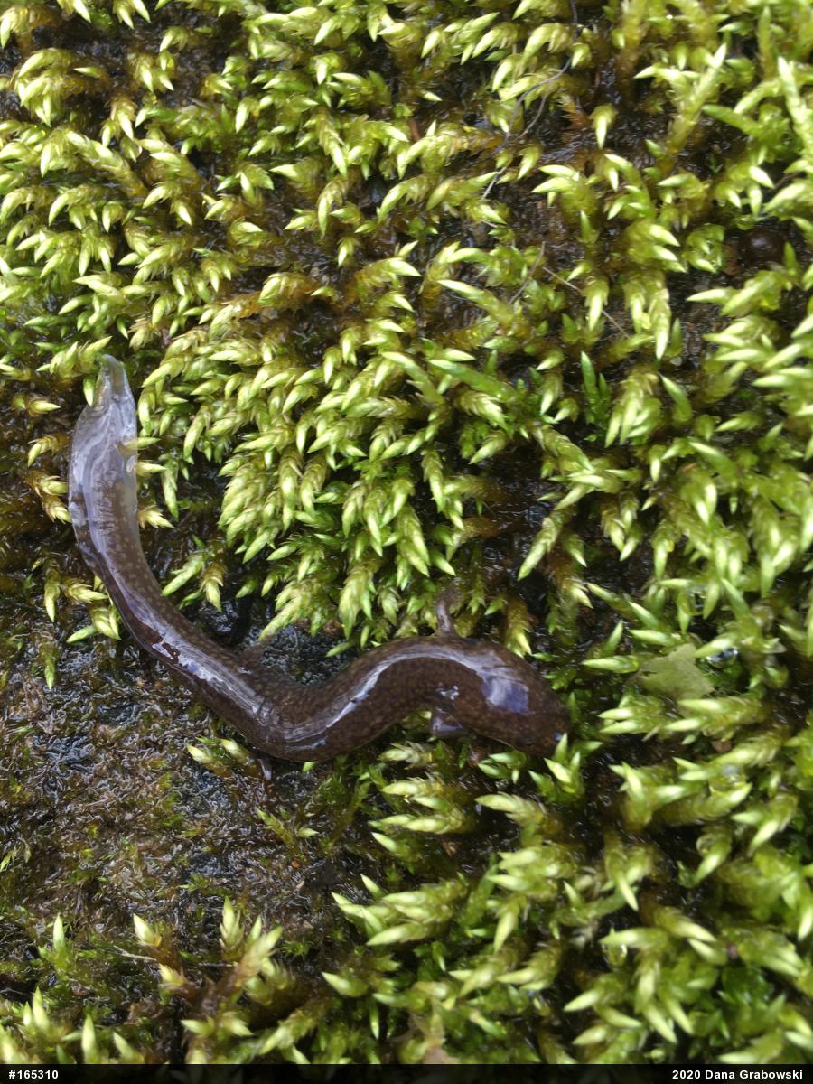 Northern Spring Salamander