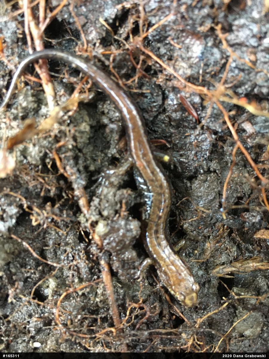 Allegheny Mountain Dusky Salamander