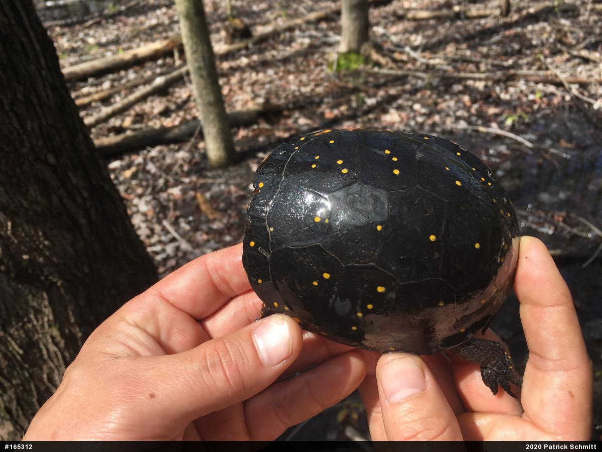 Spotted Turtle