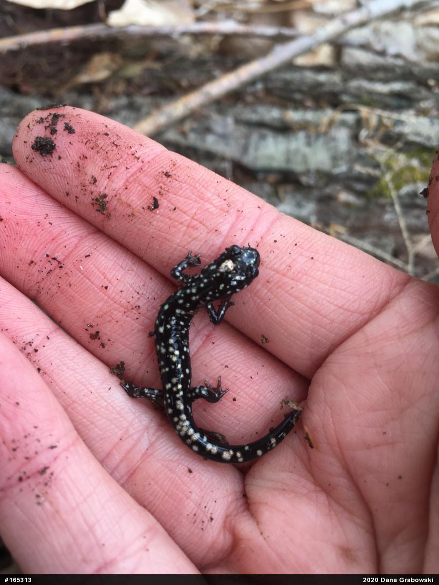 Northern Slimy Salamander