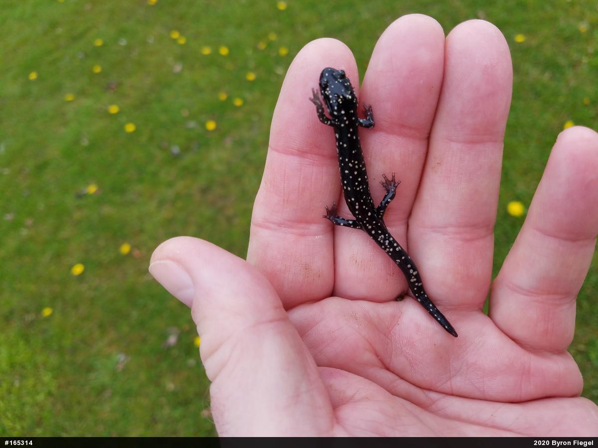Northern Slimy Salamander