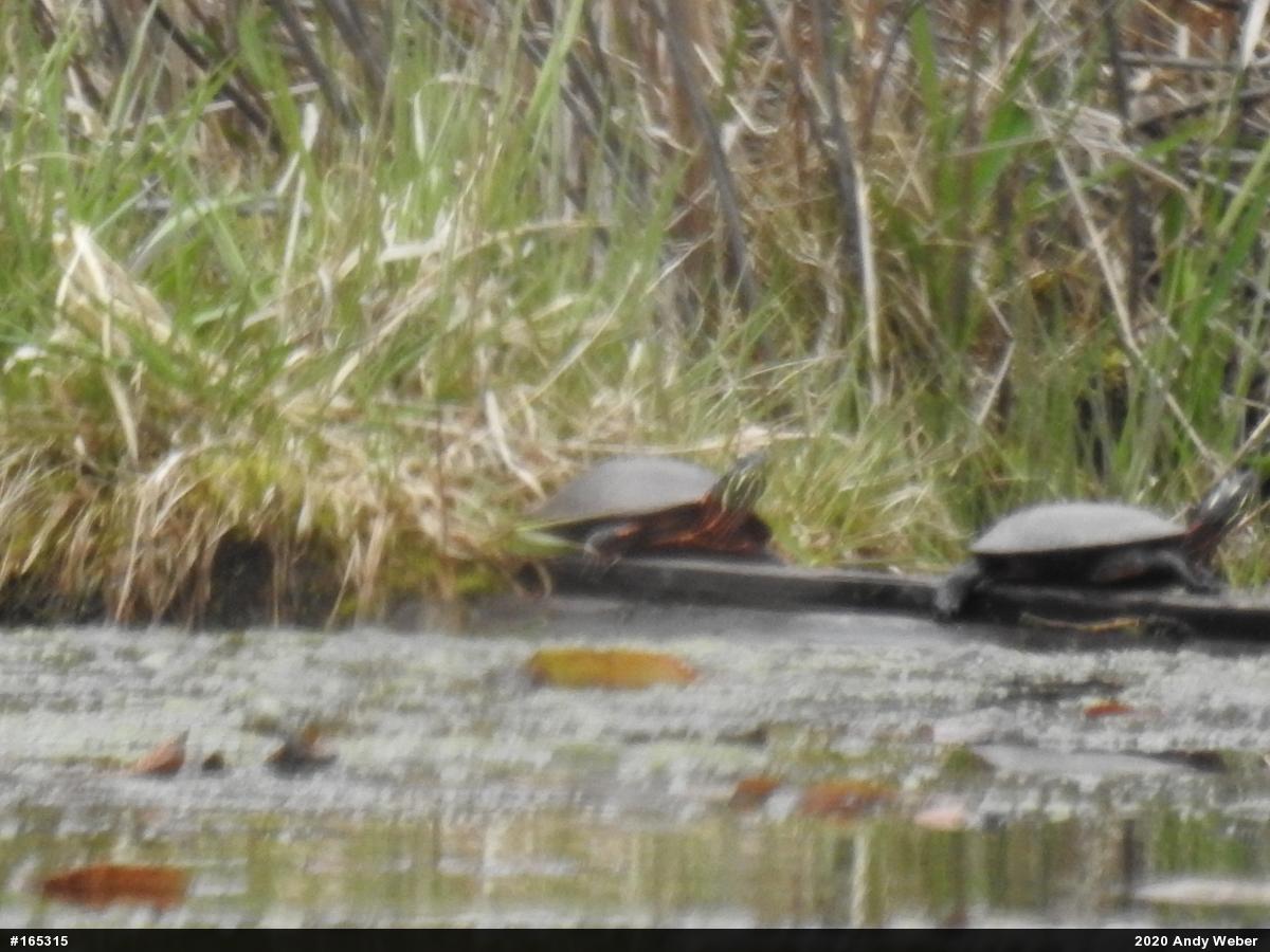 Painted Turtle