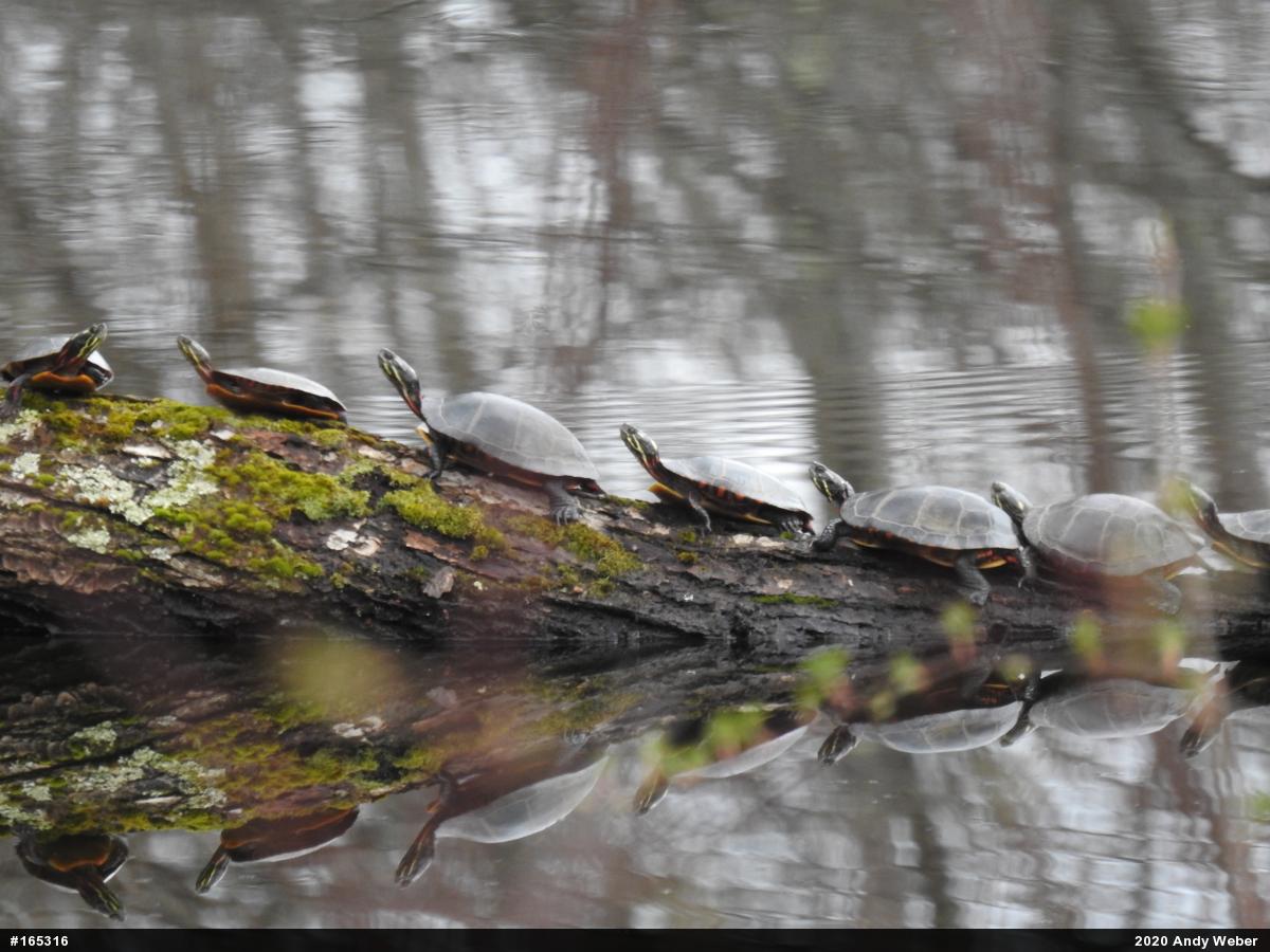 Painted Turtle