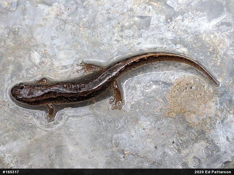 Northern Dusky Salamander