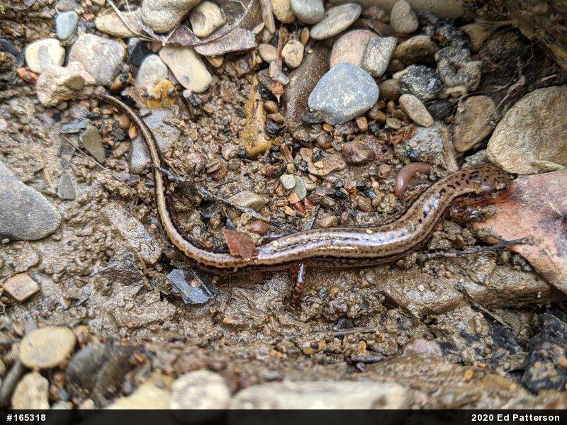 Northern Two-lined Salamander