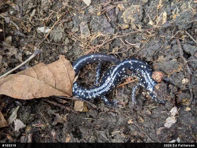 Northern Slimy Salamander