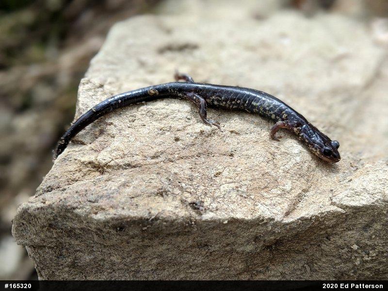 Wehrle's Salamander