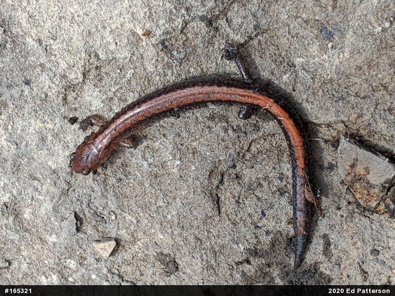 Eastern Red-backed  Salamander