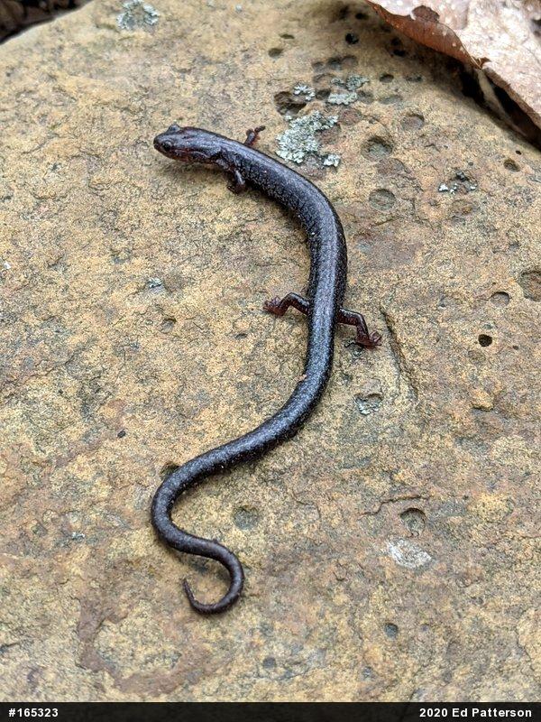 Valley And Ridge Salamander