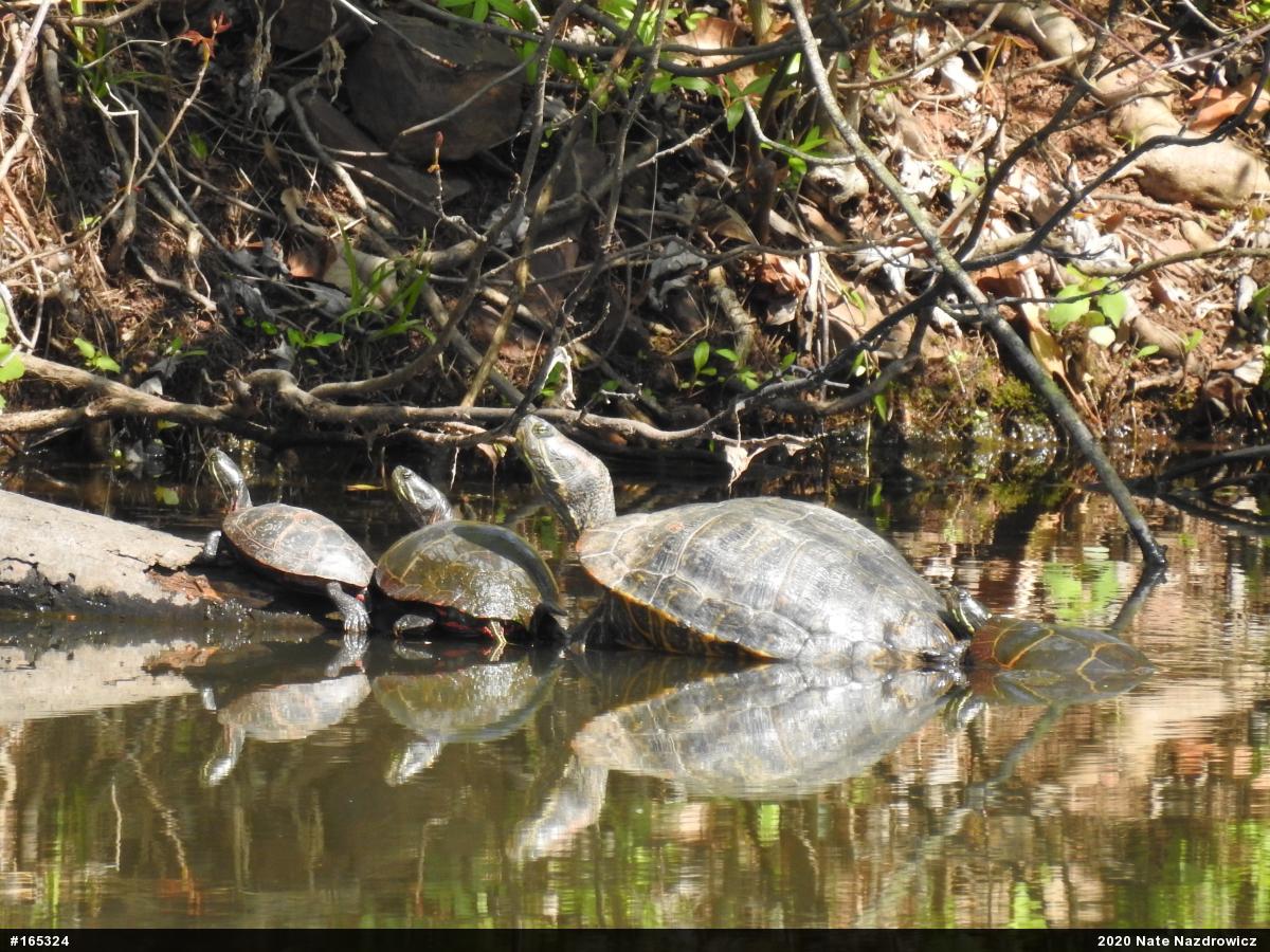 Painted Turtle