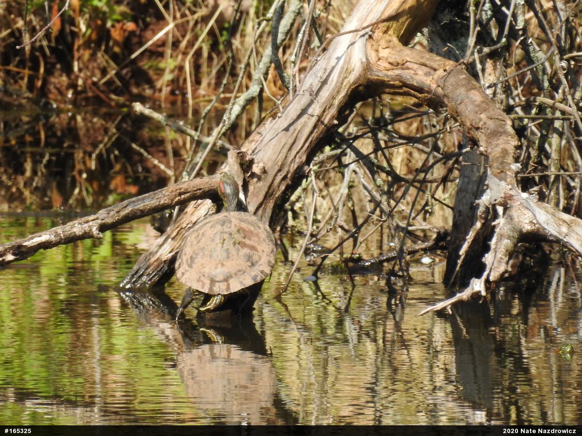Red-eared Slider