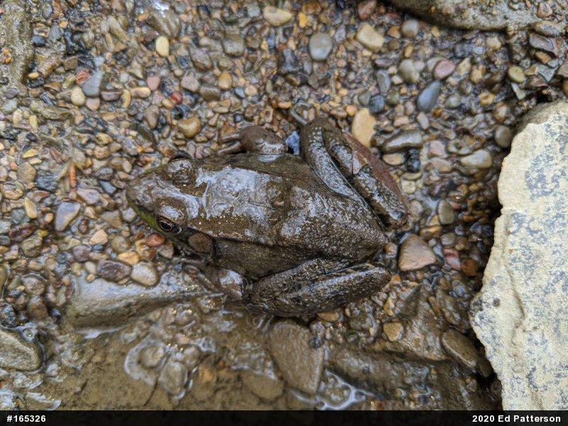 Green Frog