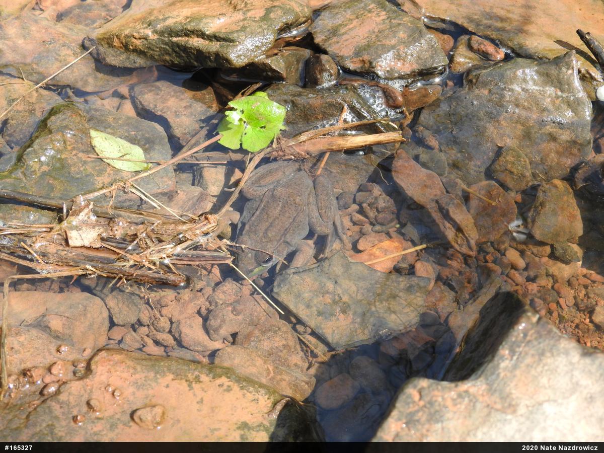 Green Frog