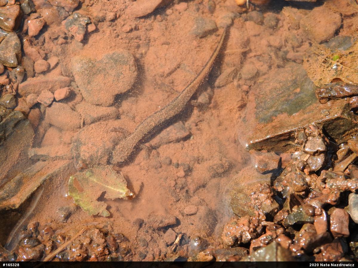 Northern Two-lined Salamander