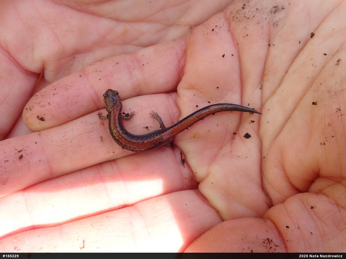 Eastern Red-backed  Salamander