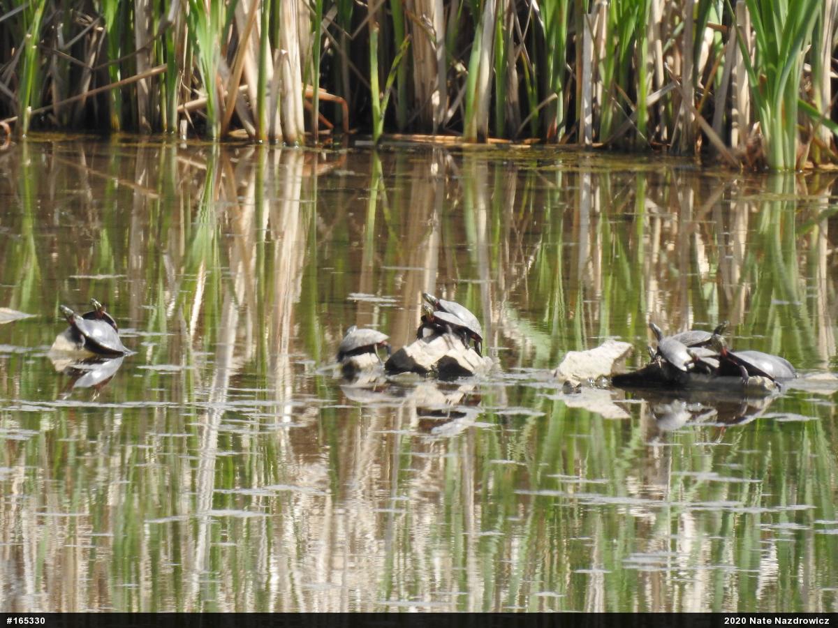 Painted Turtle