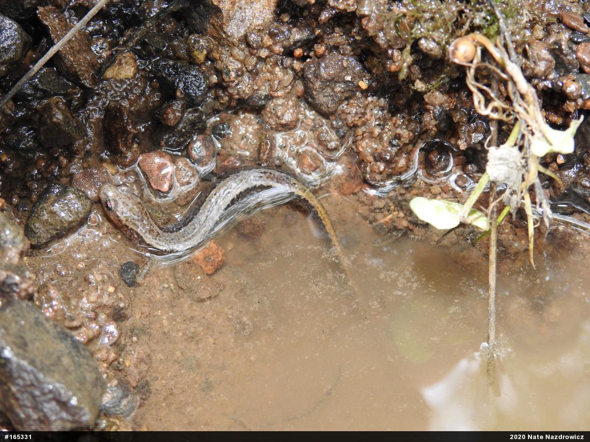 Northern Two-lined Salamander