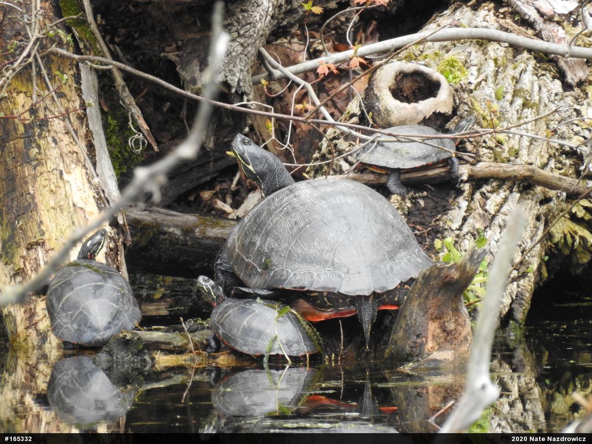 Painted Turtle