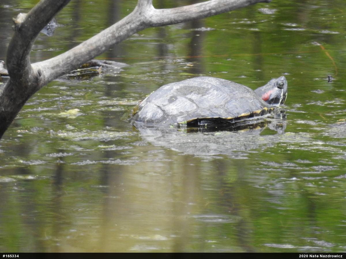 Red-eared Slider