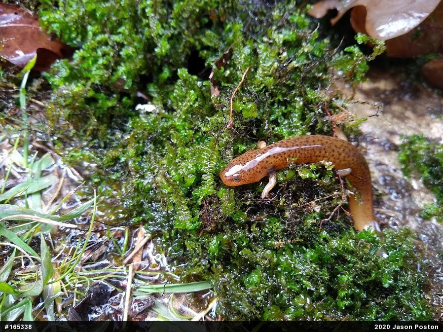 Northern Red Salamander