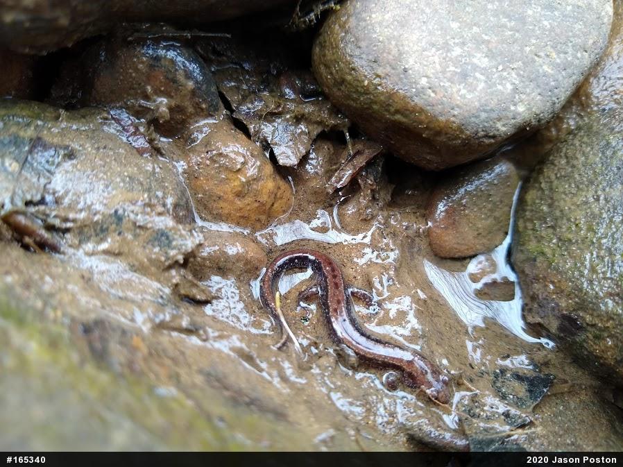 Allegheny Mountain Dusky Salamander