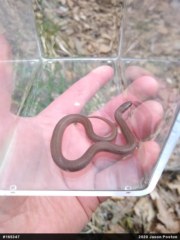 Mountain Earthsnake