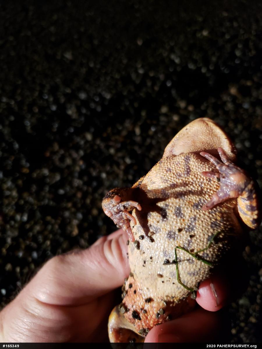 Eastern American Toad