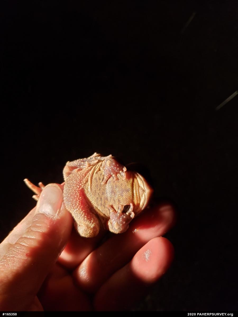 Eastern American Toad