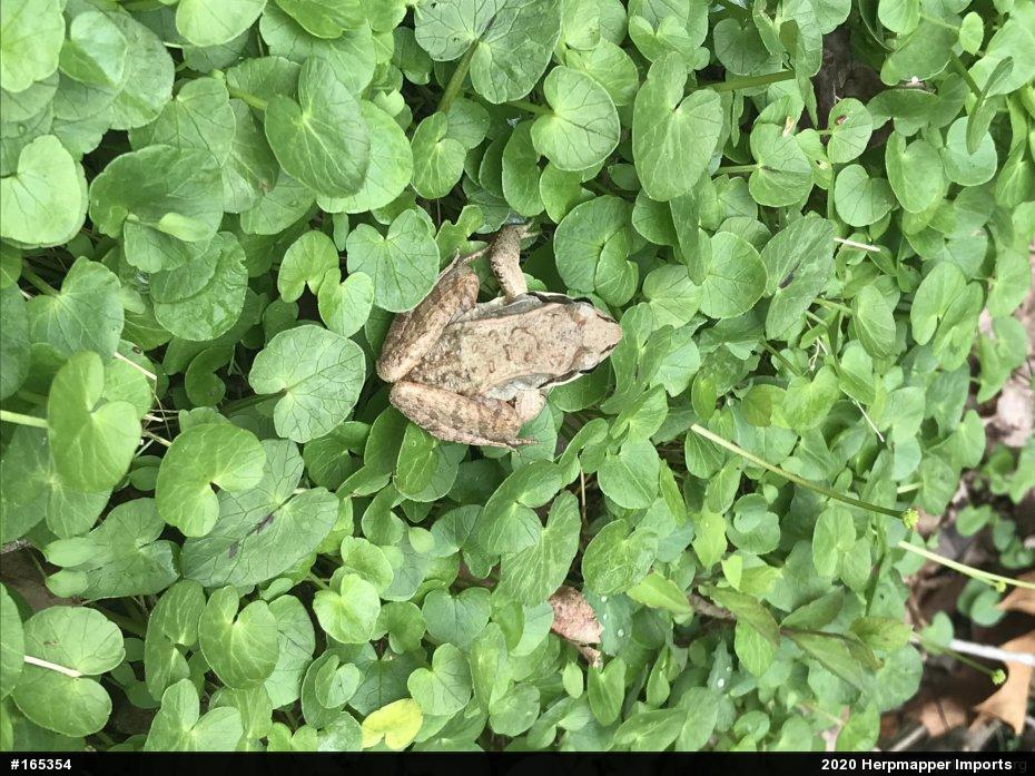 Wood Frog