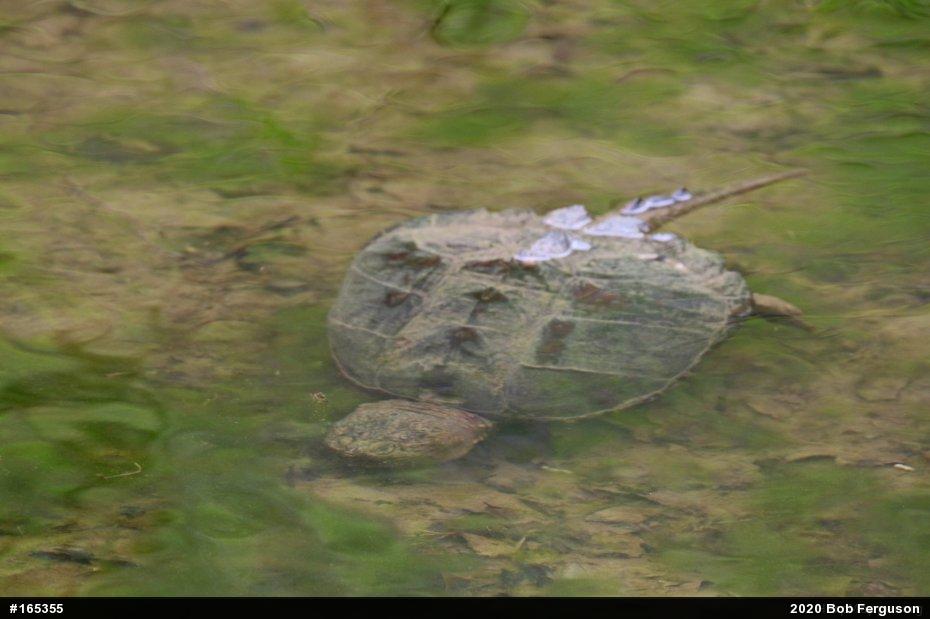 Snapping Turtle