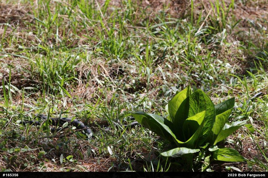 Northern Black Racer