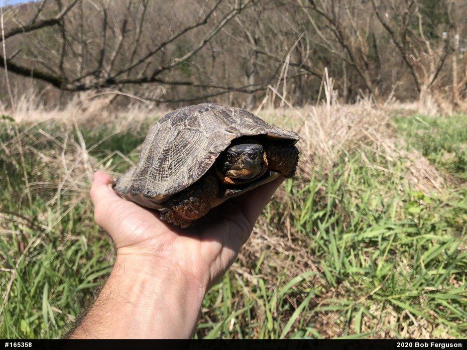 Wood Turtle